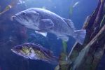 PICTURES/Oregon Coast Aquarium - Newport/t_Fish9.JPG